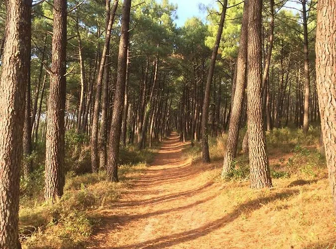 Maison Landaise Moderne Avec Piscine Chauffee Et Ferienhaus Lit-et-Mixe